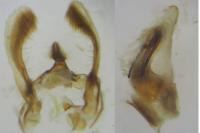 Amphipyra tragopoginis