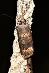 Agrotis ipsilon