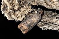 Agrotis ipsilon