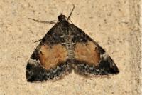 Dysstroma truncata