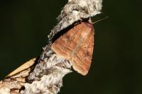 Diarsia rubi