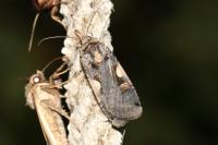 Xestia c-nigrum