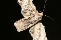 Xestia c-nigrum