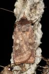 Xestia sexstrigata