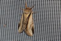 Pheosia tremula