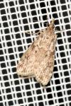 Eudonia mercurella