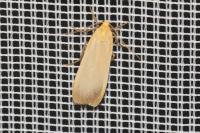 Katha depressa