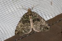 Hydriomena furcata