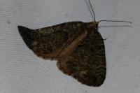 Hydriomena furcata
