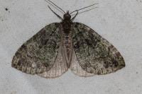 Hydriomena furcata