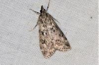 Eudonia truncicolella