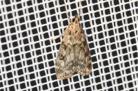 Eudonia truncicolella