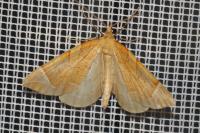 Eulithis testata