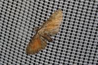 Eupithecia icterata