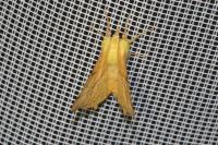 Ennomos alniaria