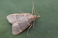 Hypsopygia glaucinalis
