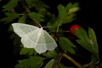 Campaea margaritaria