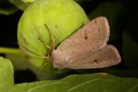 Xestia castanea