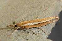 Agriphila tristella