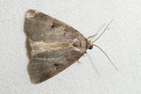 Stilbia faillae