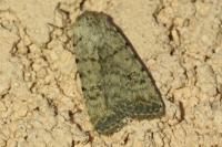 Caradrina clavipalpis