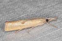Agriphila inquinatella