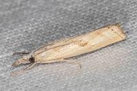 Agriphila inquinatella