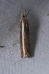 Agriphila latistria