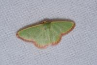 Eucrostes indigenata