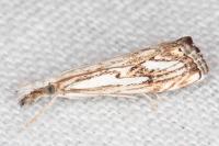 Catoptria falsella