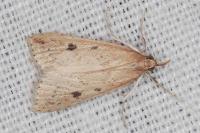 Udea numeralis