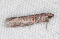 Acrobasis bithynella