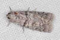 Dioryctria pineae