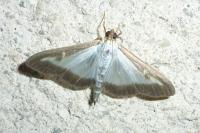 Cydalima perspectalis