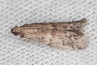 Ephestia woodiella/parasitella/elutella