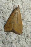 Udea ferrugalis