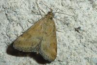 Pyrausta despicata