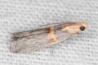 Oxybia transversella