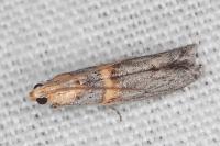 Oxybia transversella