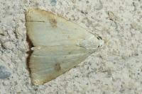 Rivula sericealis