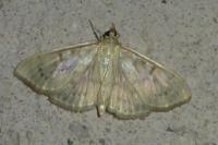 Patania ruralis