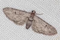 Eupithecia pauxillaria