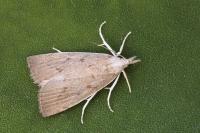 Calamotropha paludella
