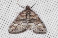 Perizoma bifaciata