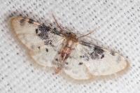 Idaea filicata