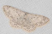 Scopula marginepunctata