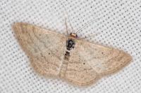 Scopula turbidaria