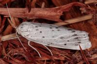 Coscinia cribraria cribraria