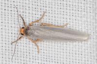 Indalia uniola