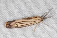Spiris striata